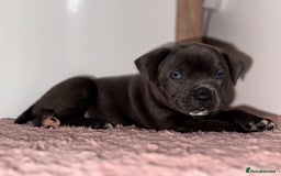 Staffordshire Bull Terrier dogs for sale: Blue staffy pup for sale - Image 5