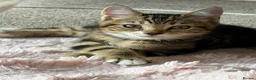 Mixed Breed cats for sale: Male tabby cat looking for new home 🏠  - Advert 1