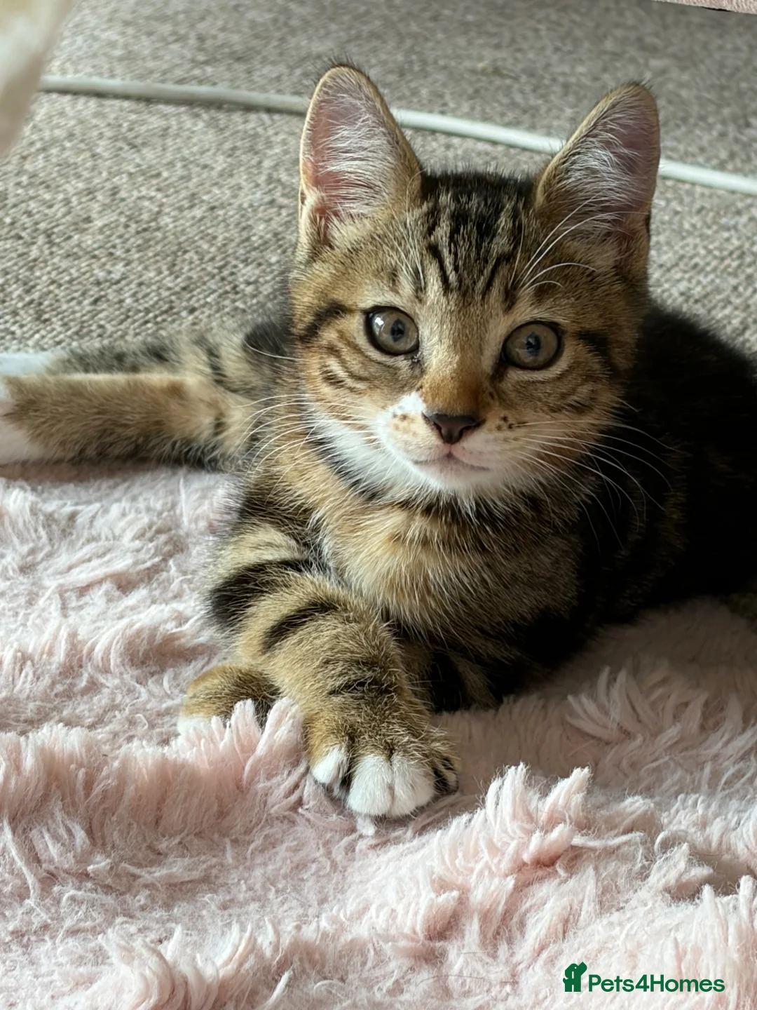 Mixed Breed cats for sale: Male tabby cat looking for new home 🏠  - Advert 1