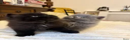British Longhair cats for sale: Adorable British Long Hair Kittens (Girl & Boy)  - Advert 15
