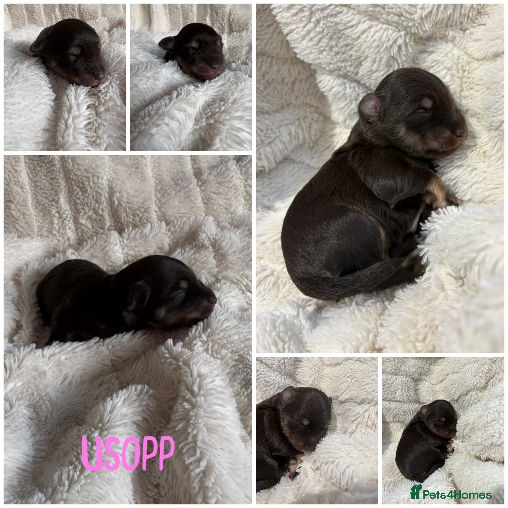Miniature Schnauzer dogs Last girl!! American line Miniature Schnauzers  - Advert 5