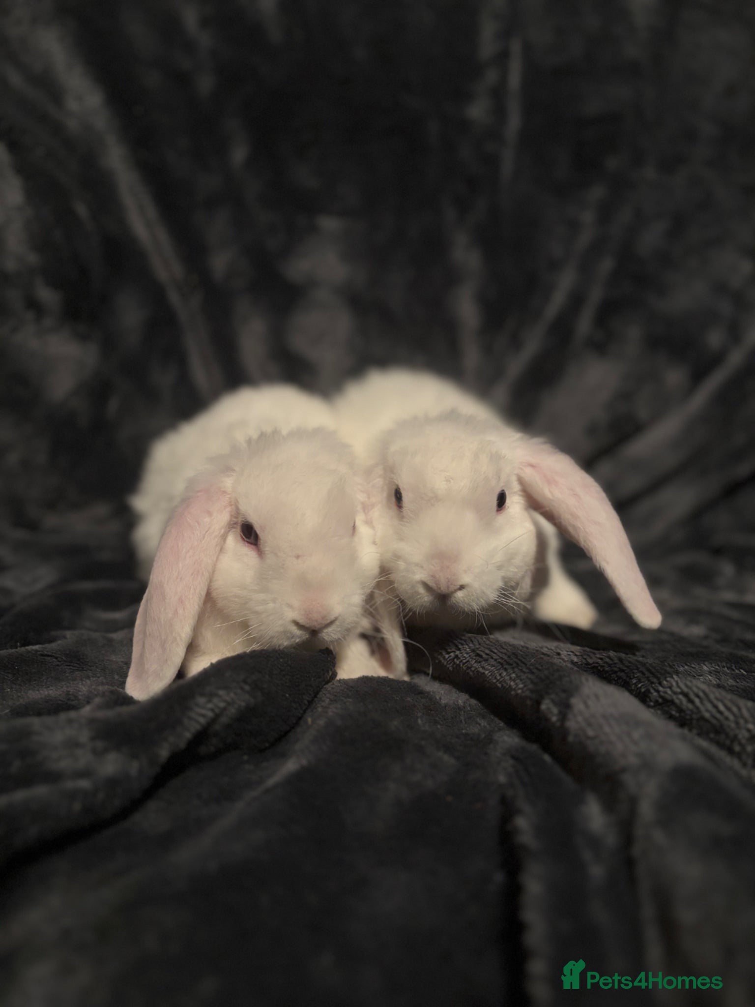 Mini Lop rabbits ✨Mini plush lops READY NOW ✨ - Advert 14