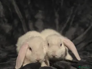 Mini Lop rabbits ✨Mini plush lops READY NOW ✨ - Advert 14