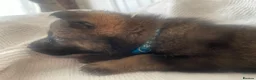 German Shepherd dogs for sale: GERMAN SHEPHERD PUPS WORKING LINE in Wigan - Advert 16
