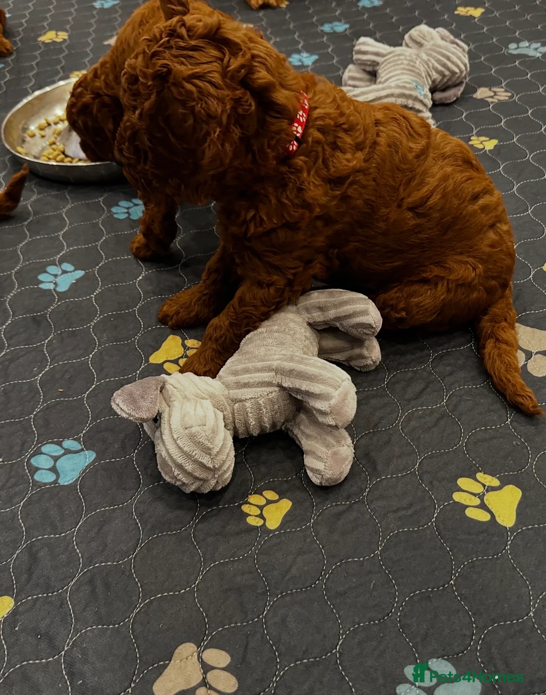 Mini Goldendoodle dogs for sale: Miniature Goldendoodle Deep Red - Advert 12