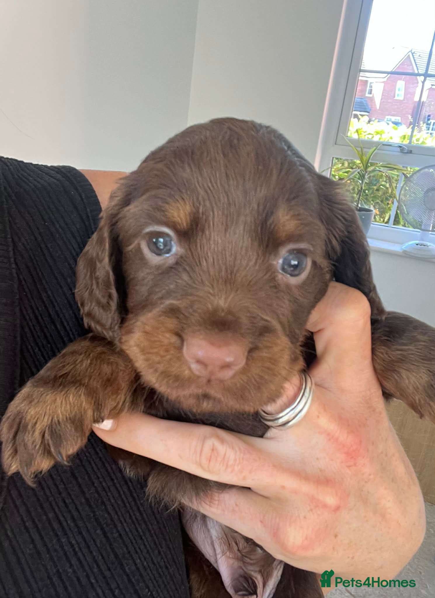 Cocker Spaniel dogs 🏆 🐾 Only 1 pup remaining! 🐾 - Advert 1