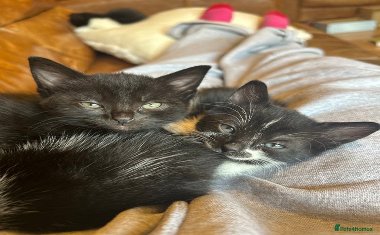 Mixed Breed cats - Advert 10