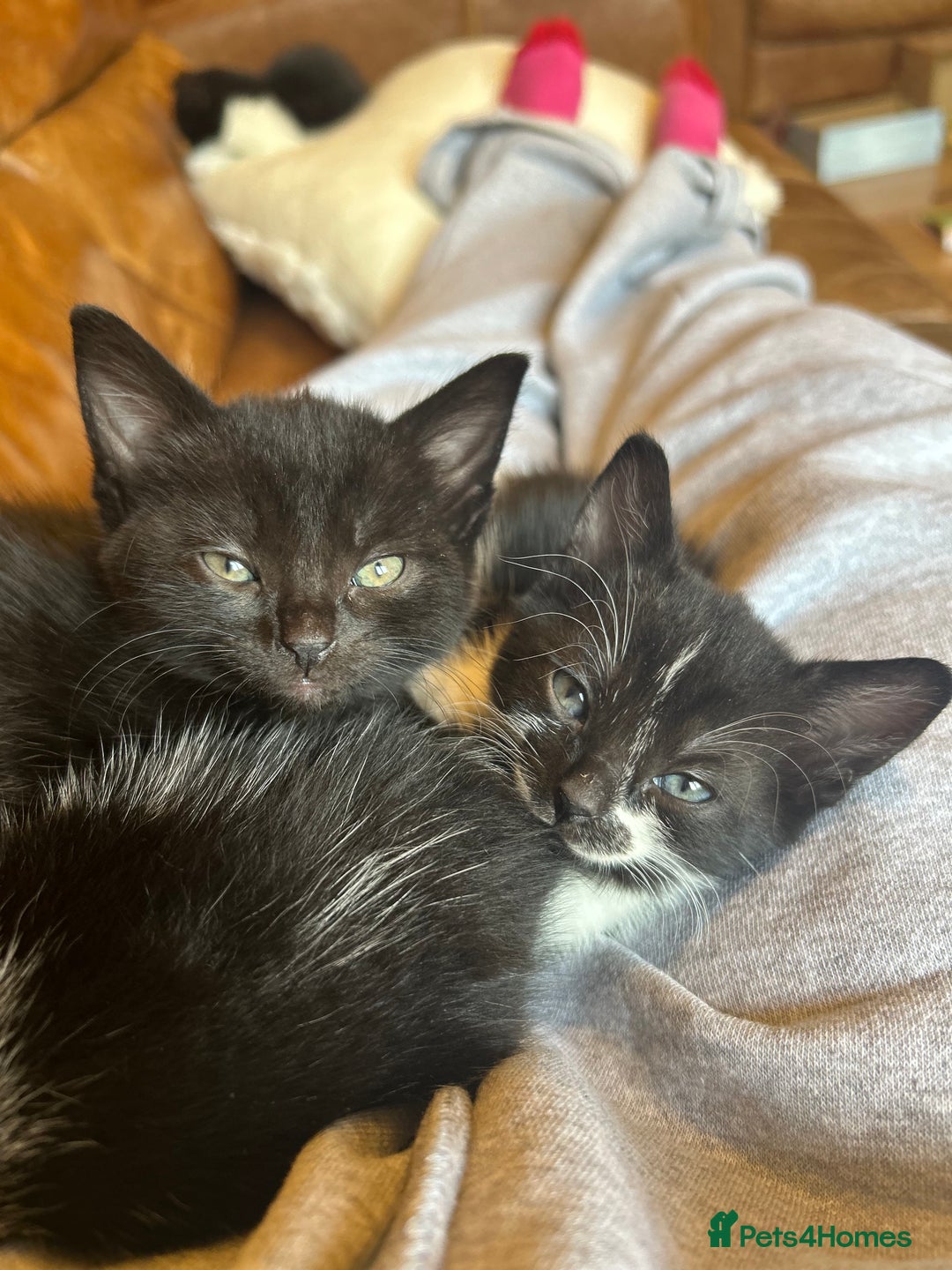 Mixed Breed cats for sale: 4 tuxedo kittens ready for new homes  - Image 1