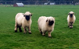 Sheep livestock for sale: Valais blacknose starter flock pedigree plus other - Image 6