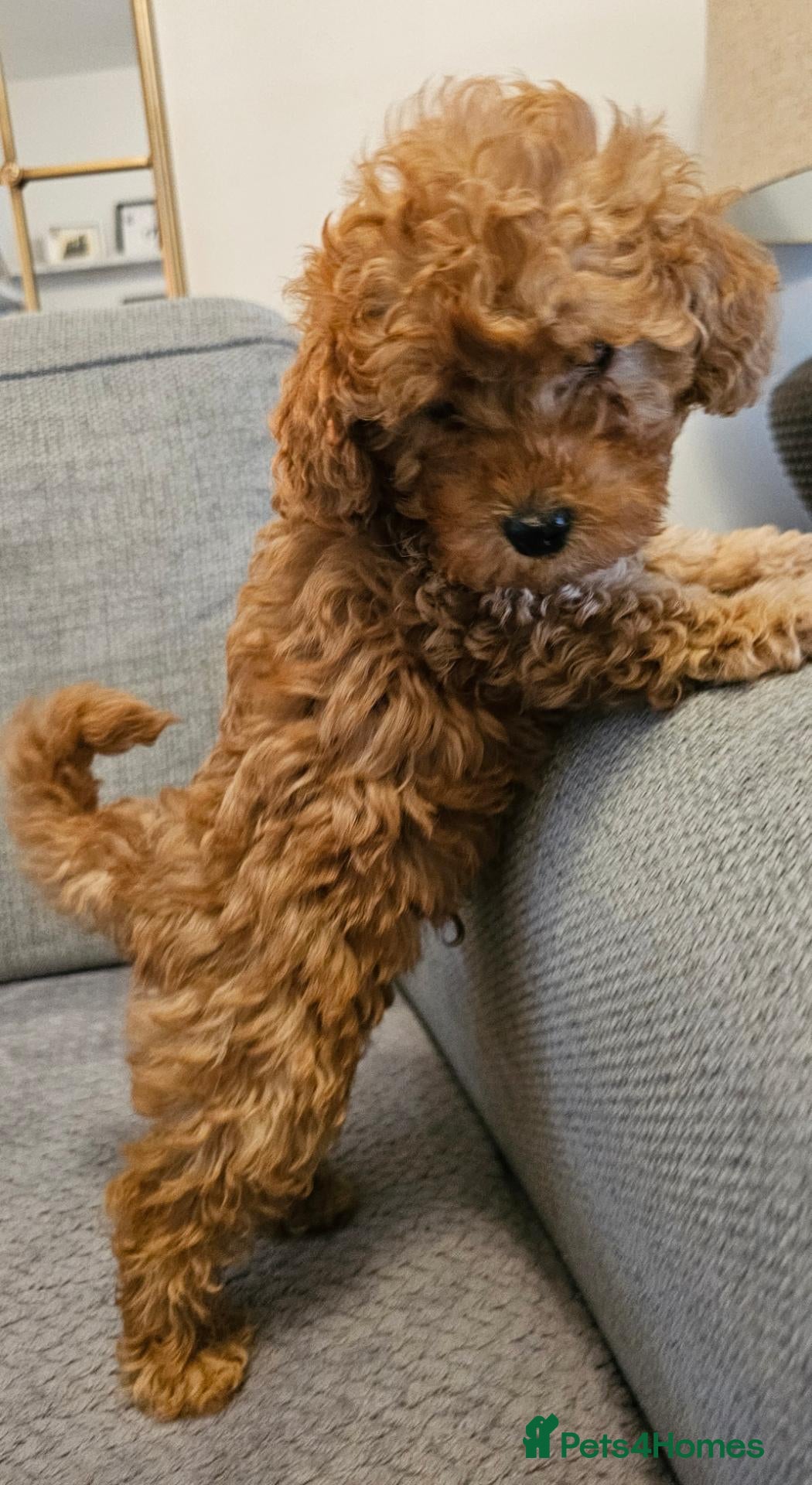 Cavapoo dogs F1b Cavapoo boy!! - Advert 2