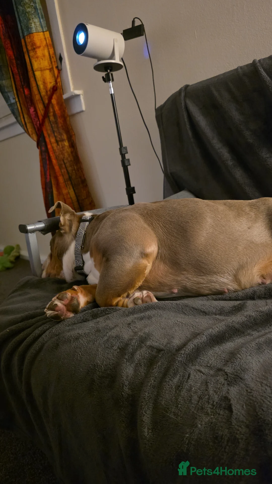 English Bulldog dogs for sale: Rehoming - Advert 2