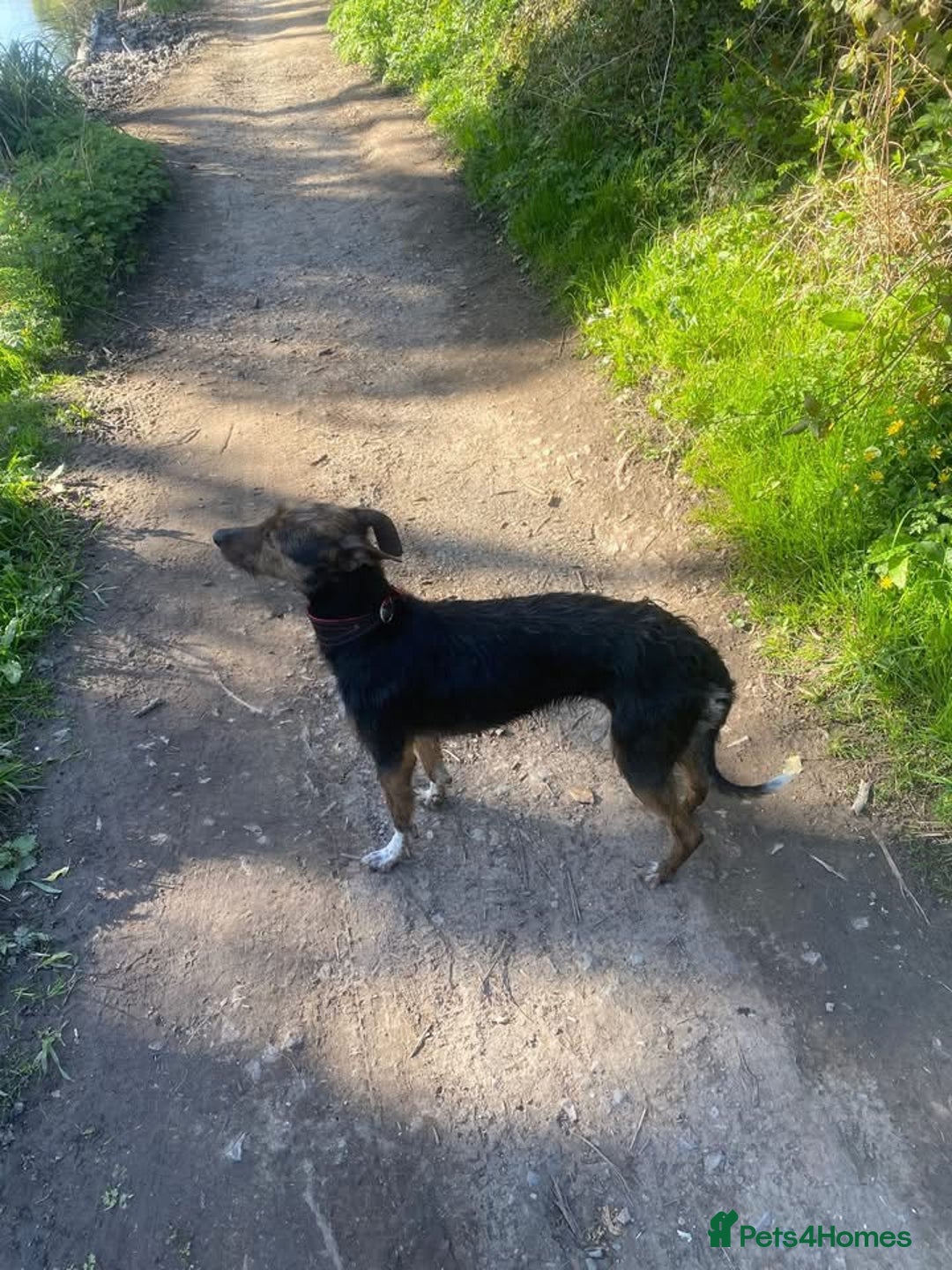 Mixed Breed dogs for sale: Beautiful puppies for sale!!!  - Image 29