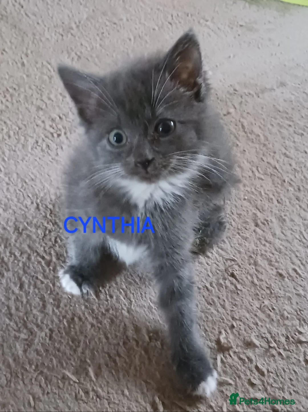 Ragdoll cats for sale: CUTE RARE BLUE COLOUR RAGDOLL KITTENS  - Advert 4
