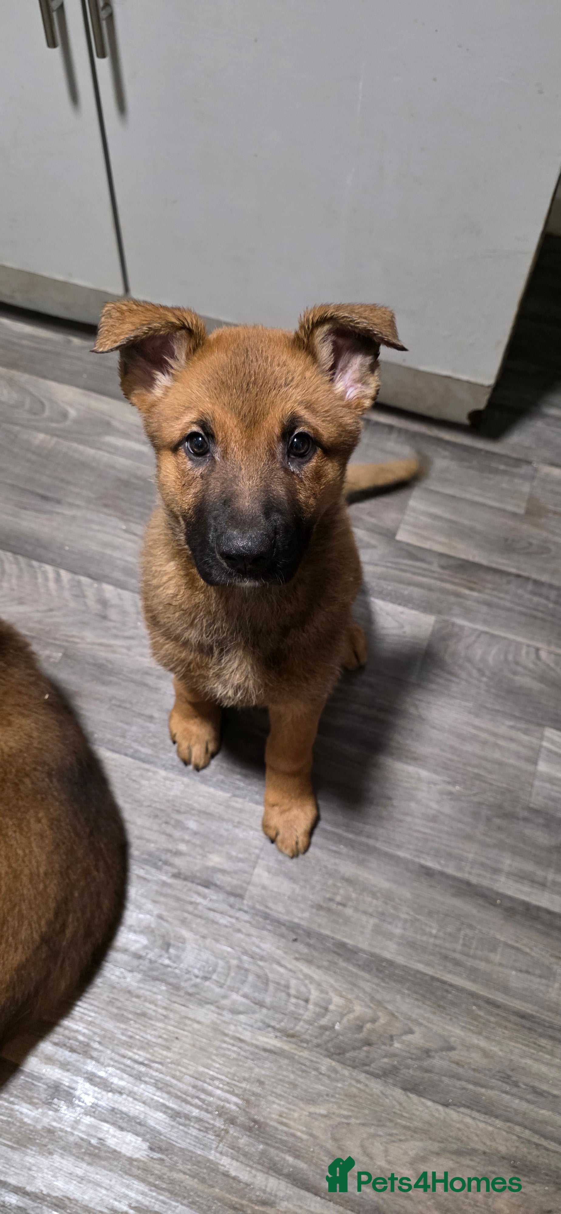 German Shepherd dogs READY TO GO... German Shepherd puppies for sale - Advert 7