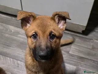 German Shepherd dogs READY TO GO... German Shepherd puppies for sale - Advert 7