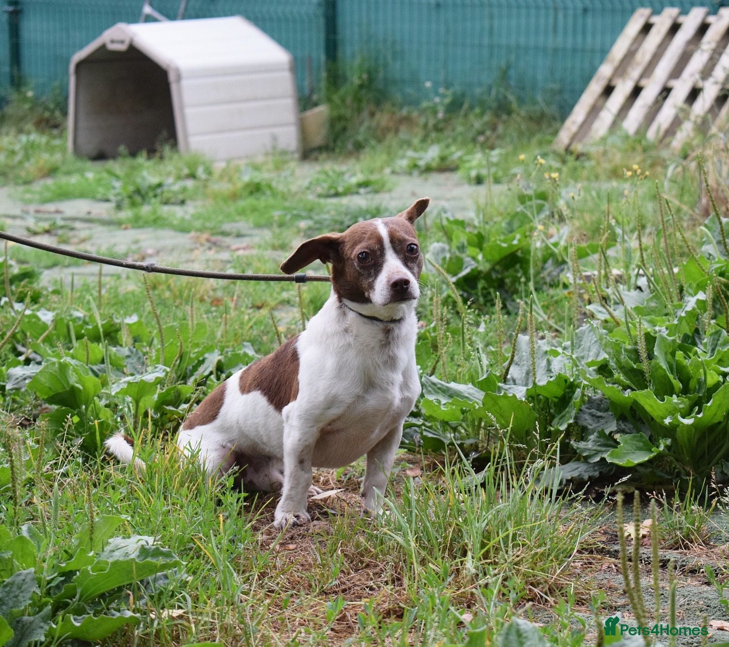 Mixed Breed dogs Romeo - Advert 1