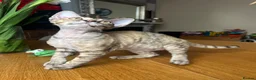 Devon Rex cats for sale: Our beautiful Devon Rex kittens are ready to move  - Advert 31