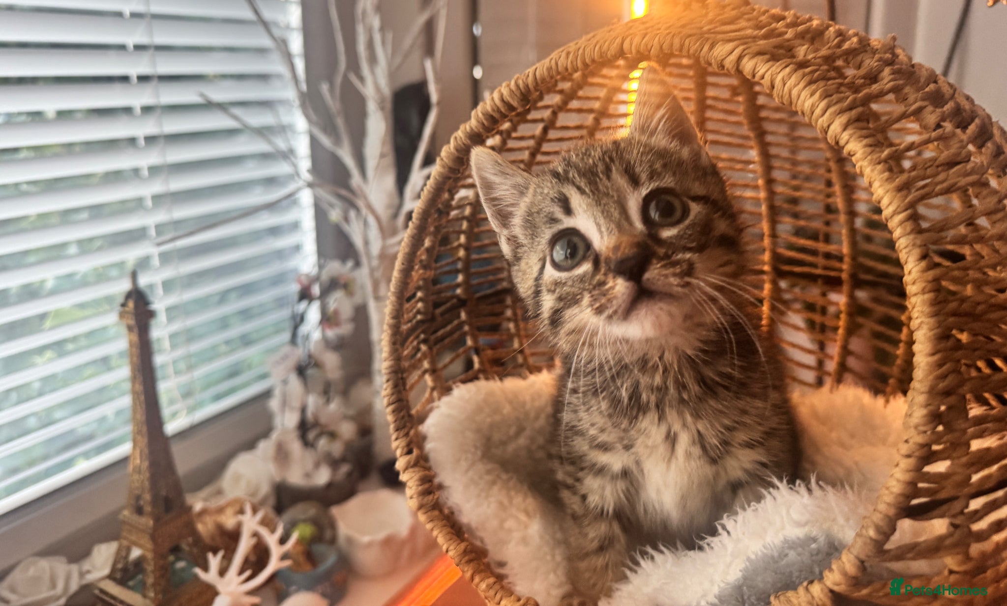 Egyptian Mau cats TICA REG Silver Egyptian Mau x SnowBengal LAST ONE - Advert 2