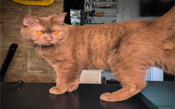British Shorthair cats for stud: 💦CINNAMON BSH❣️GCCF & TICA active💙STUD 🩸Blood B - Image 12