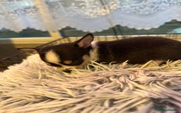 Chihuahua dogs for sale: Chihuahua  - Image 17