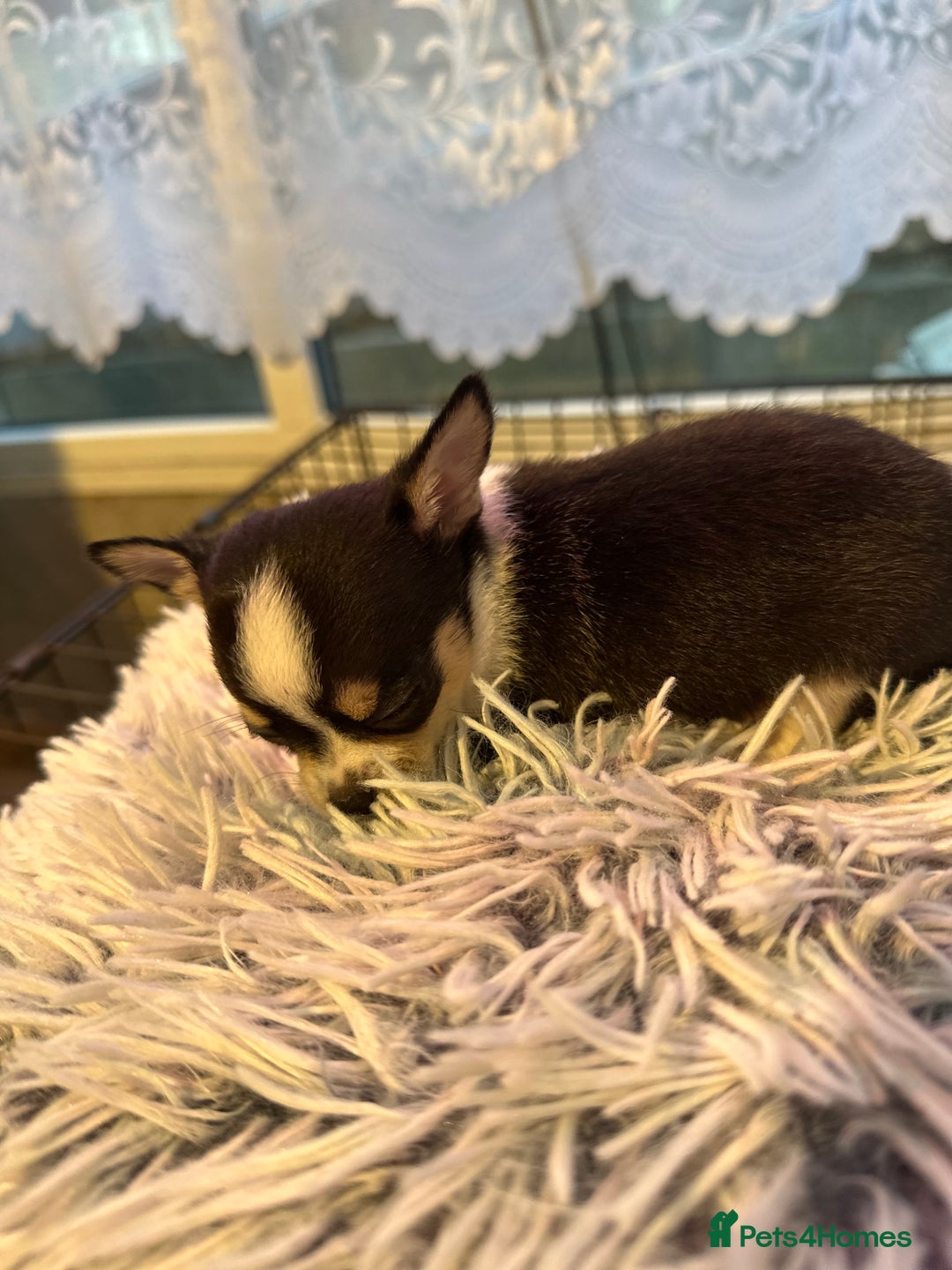 Chihuahua dogs for sale: Chihuahua  - Image 17