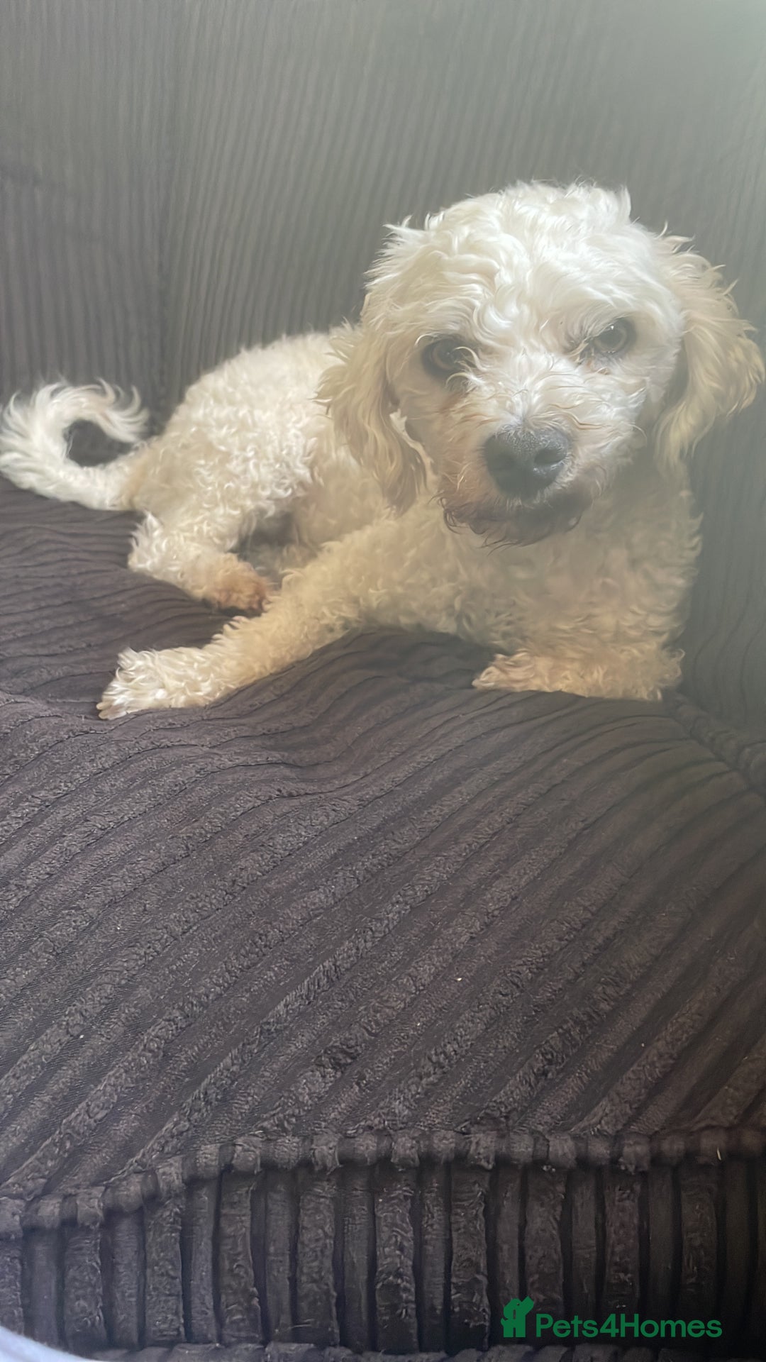 Mixed Breed dogs for sale: Bichon frise / Maltese Male - Image 2