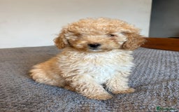 Cockapoo dogs for sale: Cockapoo Puppies (3/4 Toy Poodle/Cockapoo) - Image 1