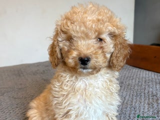 Cockapoo dogs for sale - Advert 1