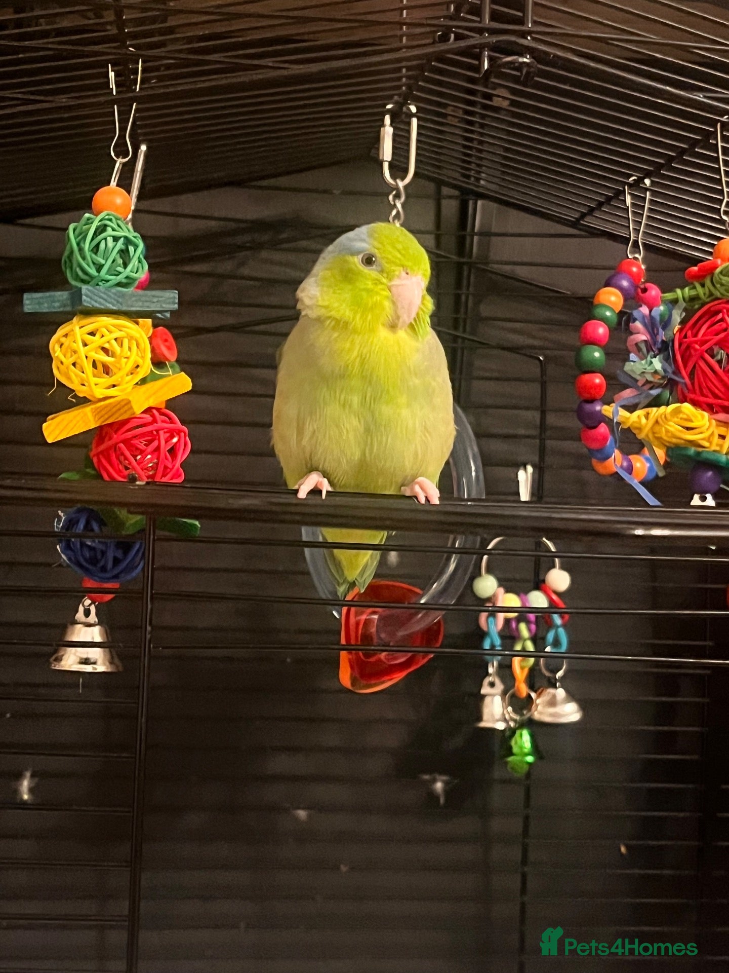 Parrots birds Make Parrotlet  - Advert 1