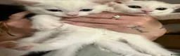Khao Manee cats for sale: Two white kittens for sale  - Advert 3
