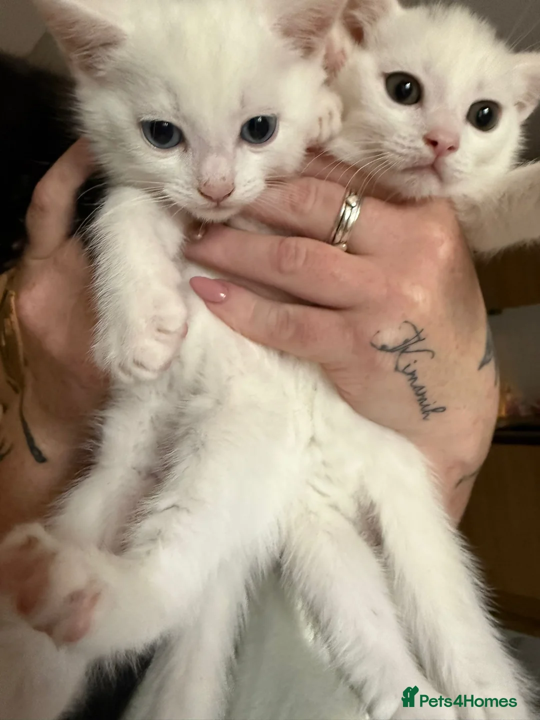 Khao Manee cats for sale: Two white kittens for sale  - Advert 3