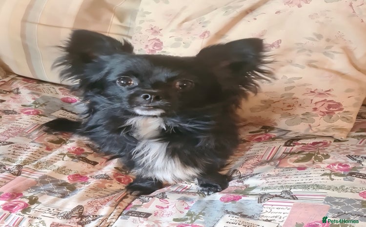 Chihuahua dogs - Advert 2