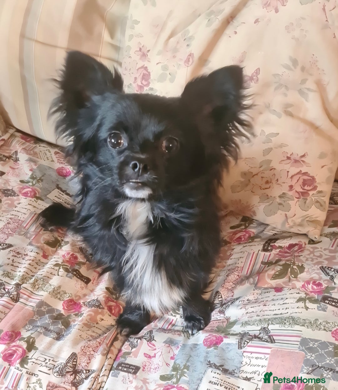 Chihuahua dogs for sale: Longhaired Chihuahua-Needs the best home  - Image 1