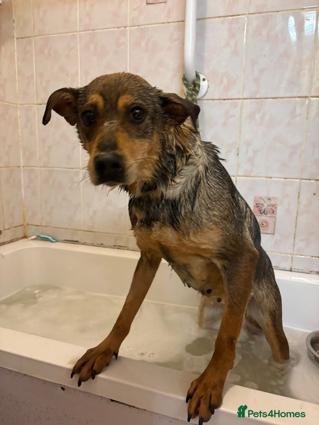 Mixed Breed dogs for adoption: Frannie - Norwich Norfolk  - Advert 2