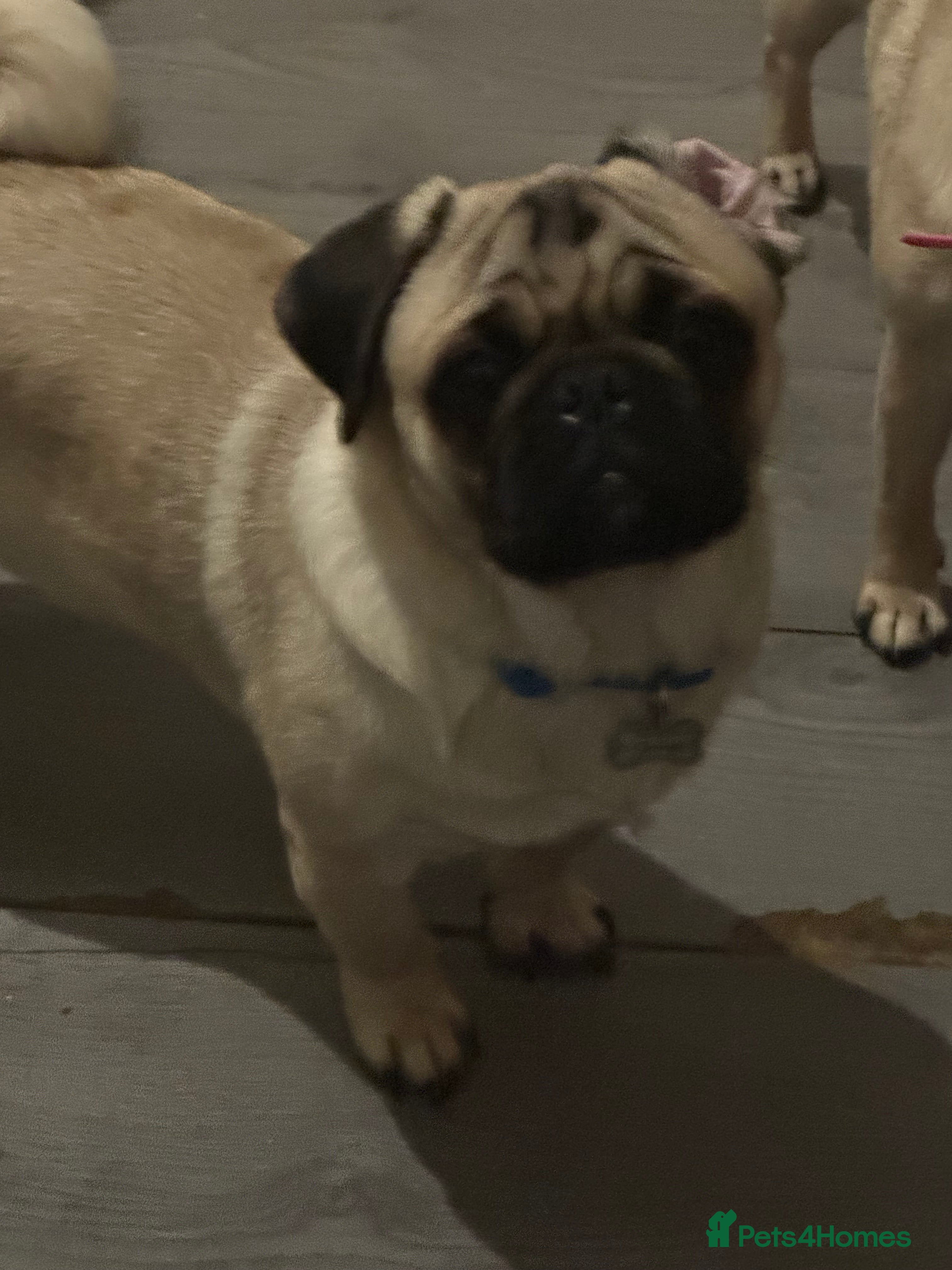 Pug dogs Pug stud  - Advert 3