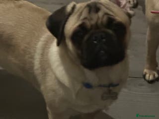 Pug dogs Pug stud - Advert 14