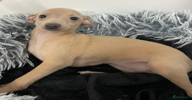 Italian Greyhound dogs - Advert 12