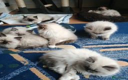 Ragdoll cats for stud: GCCF Active Register Seal Point Awesome Ragdoll in Luton - Image 20