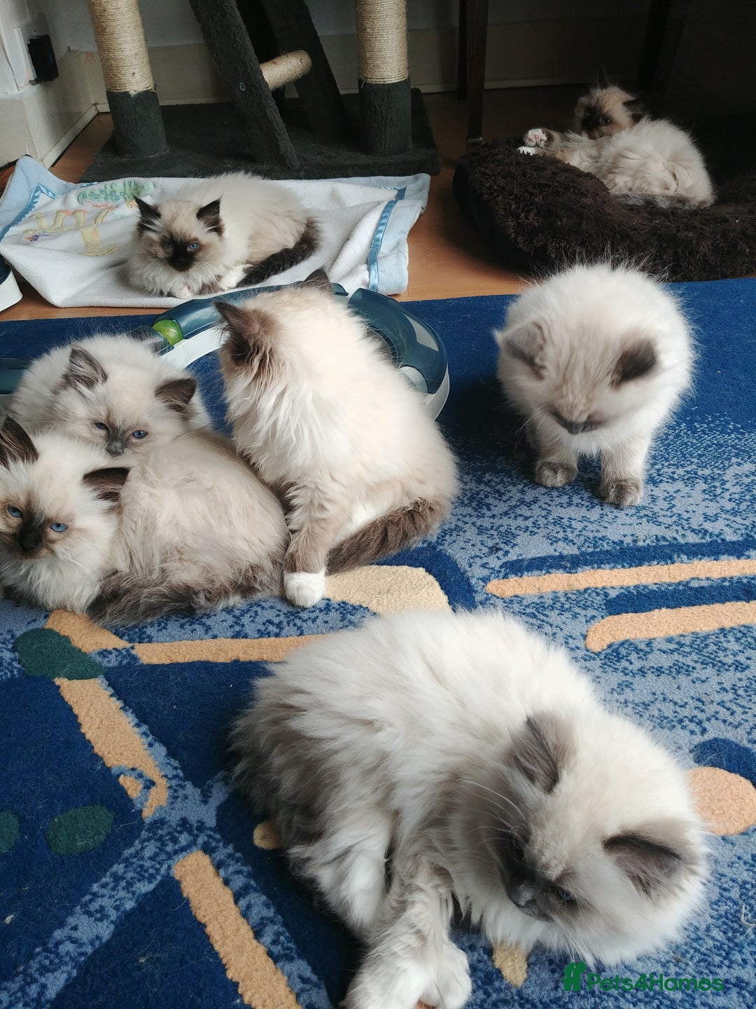 Ragdoll cats for stud: GCCF Active Register Seal Point Awesome Ragdoll in Luton - Image 20