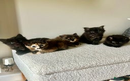 Mixed Breed cats for sale: 2 Black Fluffy Kittens (15wk old brothers) - Image 28
