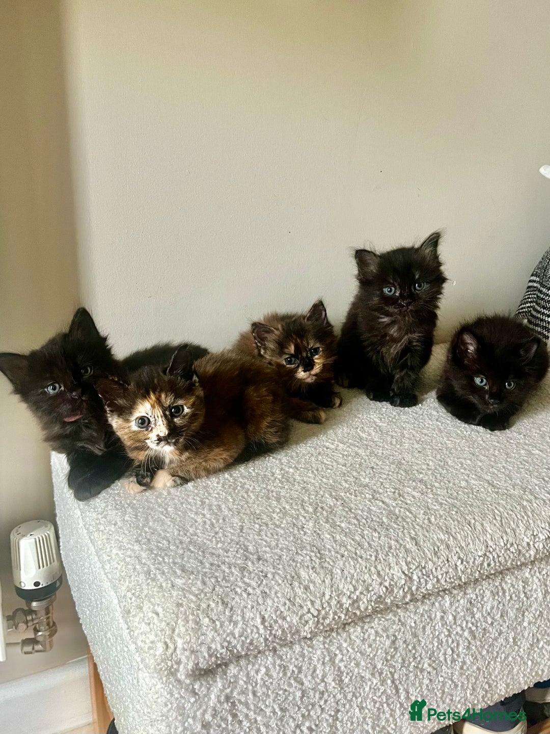 Mixed Breed cats for sale: 2 Black Fluffy Kittens (15wk old brothers) - Image 28