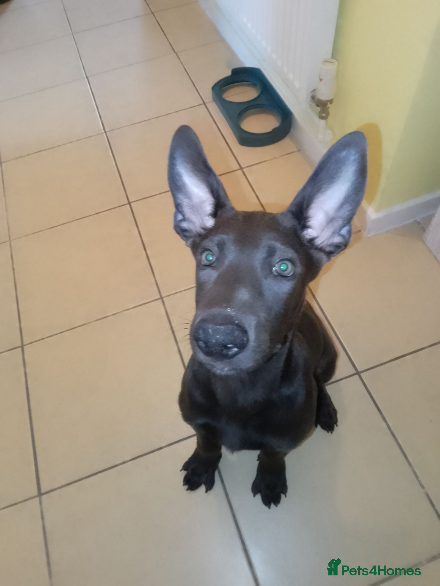 Mixed Breed dogs Belgian Malinois Male  - Advert 1