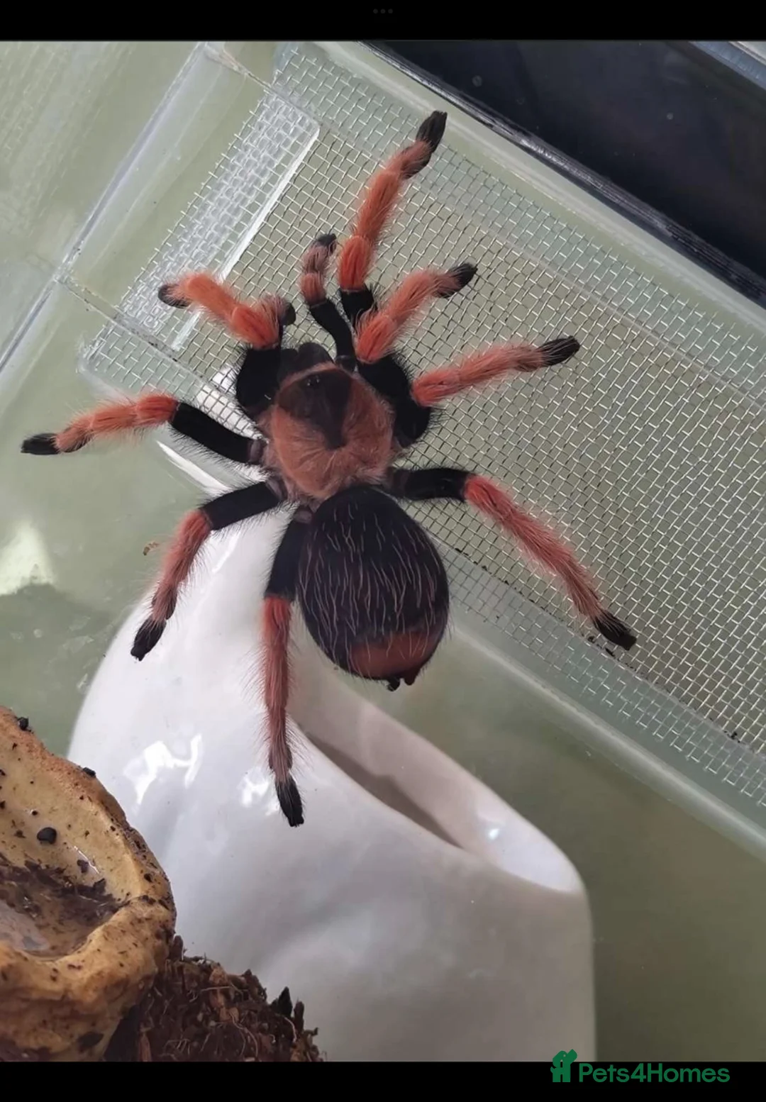 Tarantulas invertebrates for sale: Mexican red knee in Mexborough - Advert 2