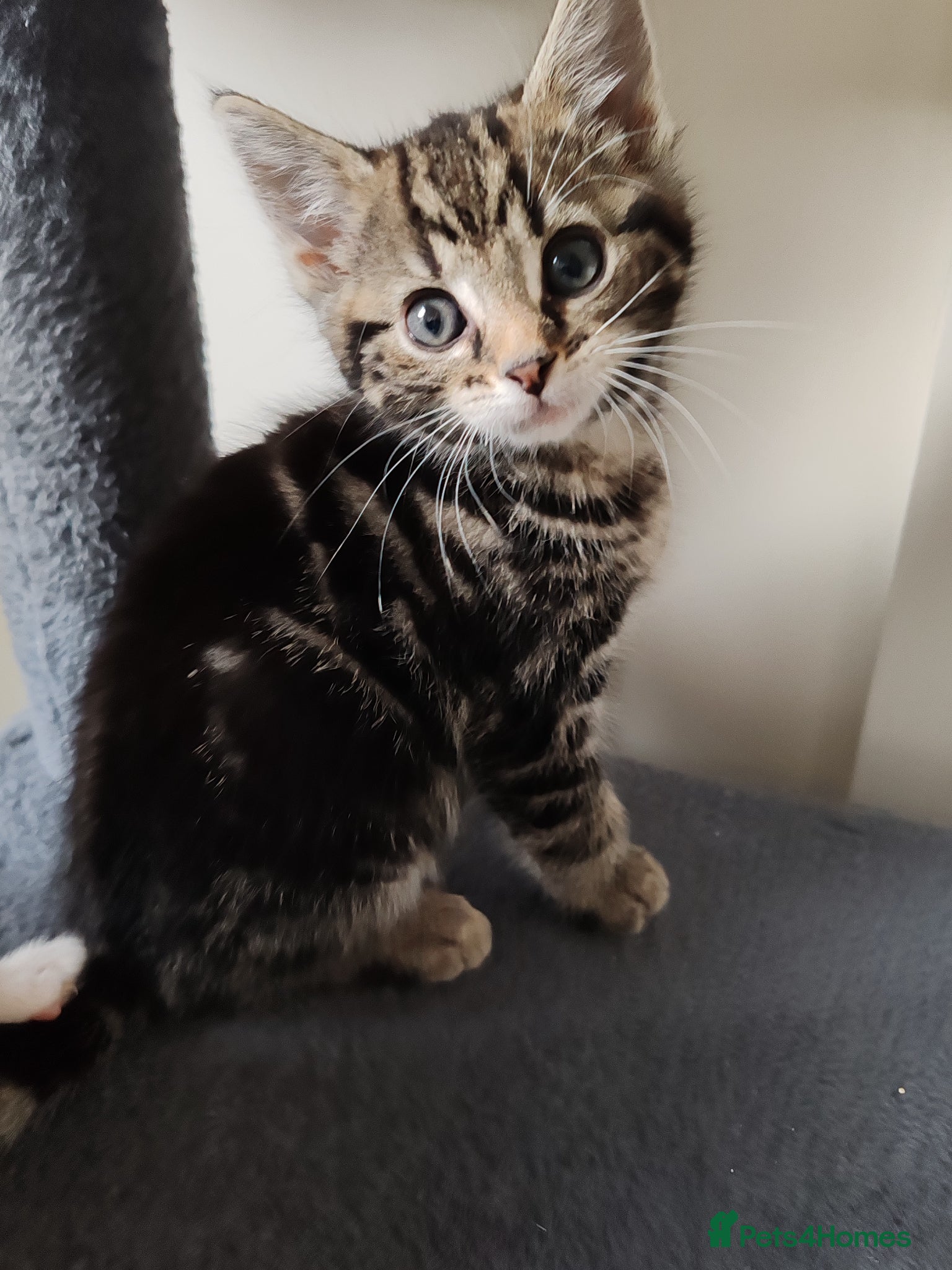 Mixed Breed cats ❤️❤️❤️ Four adorable kittens ❤️❤️❤️  - Advert 3