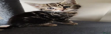 Mixed Breed Kitten 4