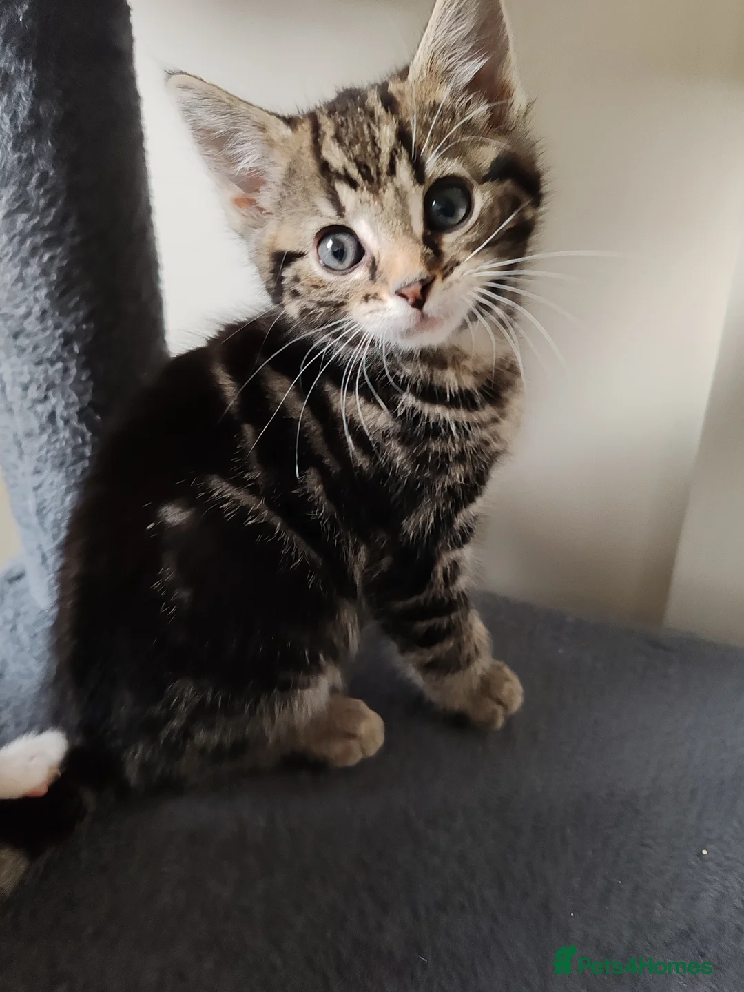 Mixed Breed cats for sale: ❤️❤️❤️ Four adorable kittens ❤️❤️❤️  - Advert 1