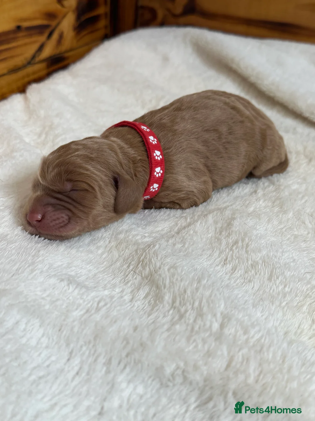 Labradoodle dogs for sale: Extensively Health Tested F1 Miniature Labradoodle - Advert 32