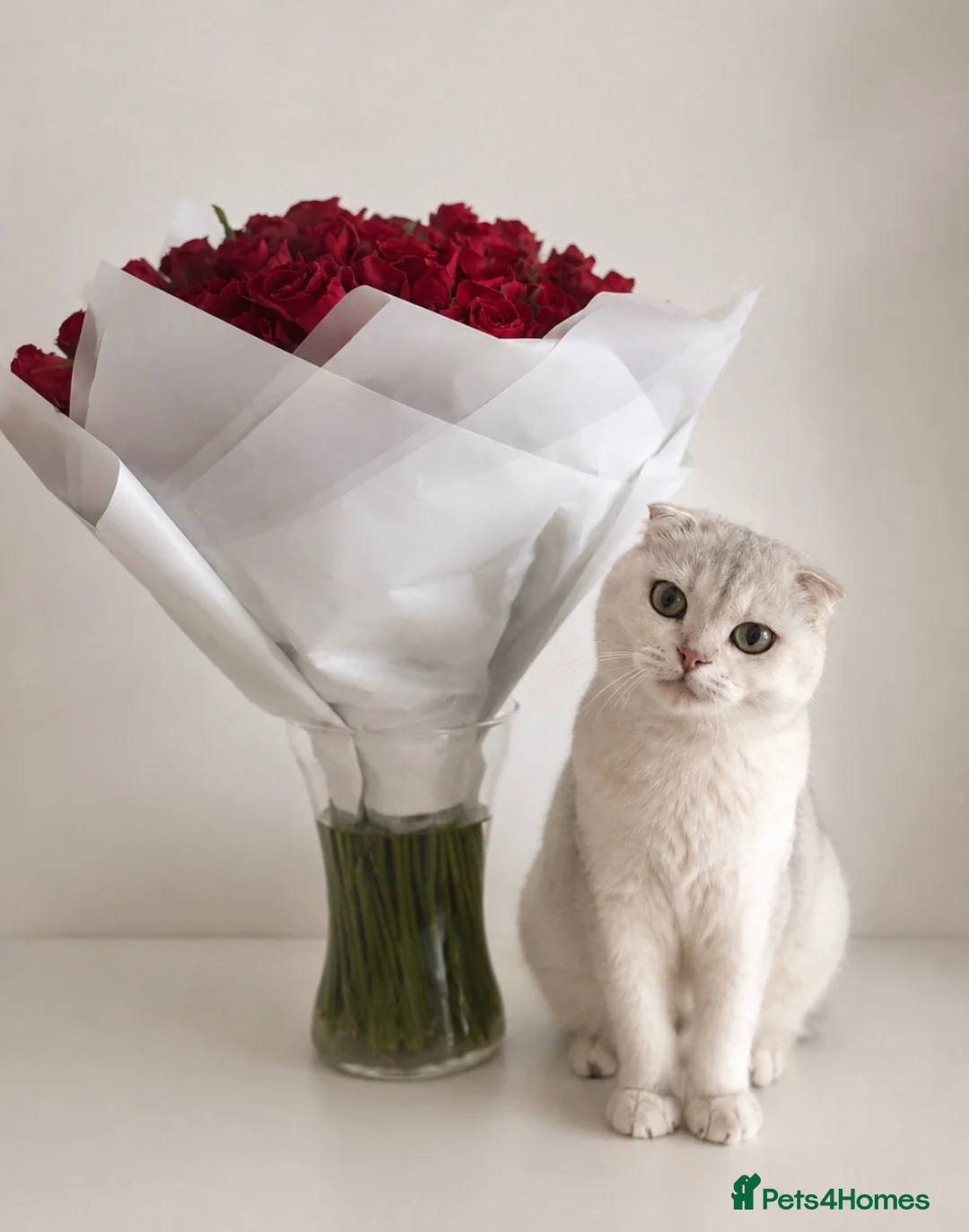 Scottish Fold cats for sale: Scottish Kittens Looking for Their Forever Homes  in Watford - Advert 2