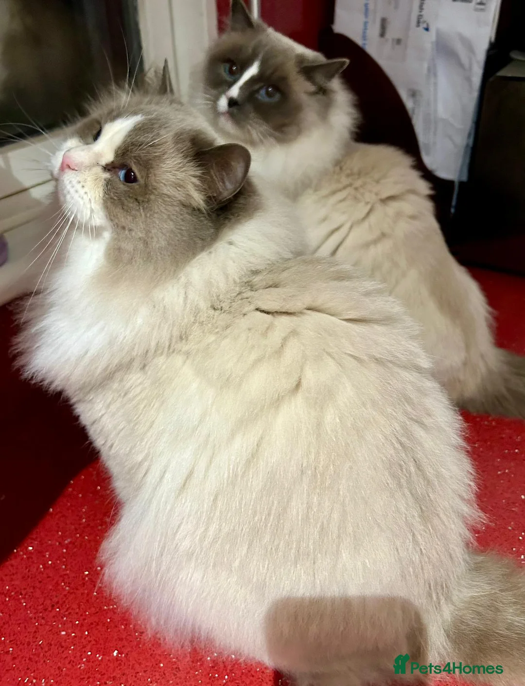 Ragdoll cats for stud: Ragdoll stud - Advert 2