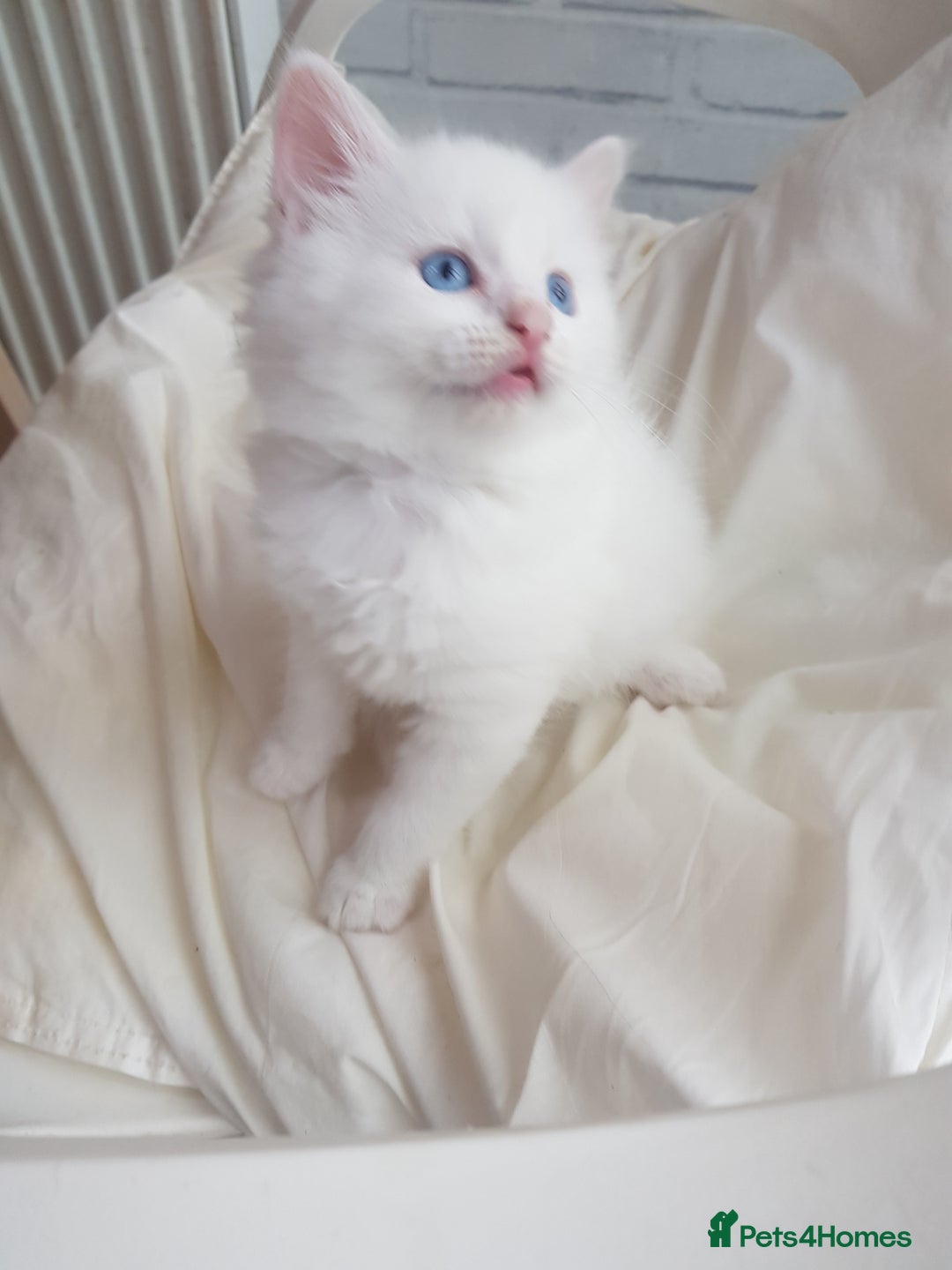 Mixed Breed cats for sale: Two beautiful princess  - Image 6